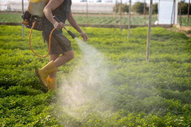 Best Ant Control Services  in Arden Arde, CA