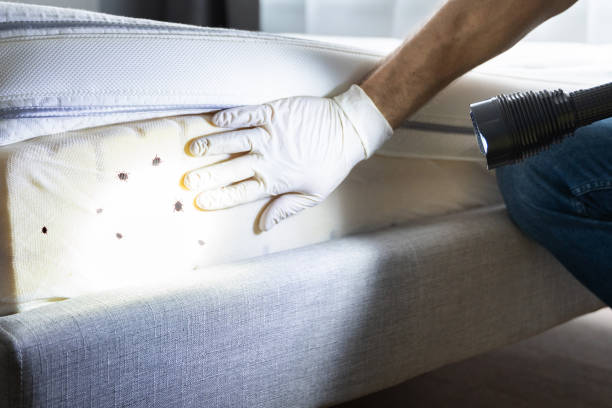 Best Termite Control Services  in Arden Arde, CA